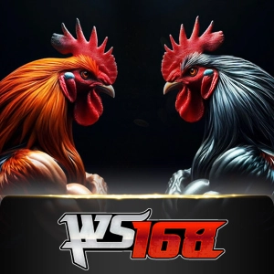 Ws168 Sabung - ATHENA777